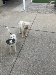 Lost Male Dog last seen Rio linda, Río Linda, CA 95673