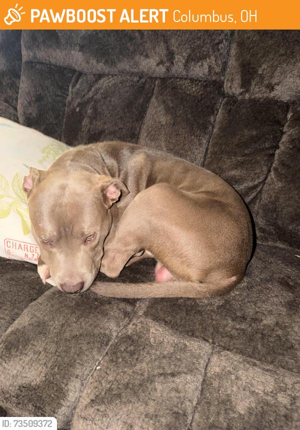 Found/Stray Male Dog last seen Dering Ave And Parsons, Columbus, OH 43207