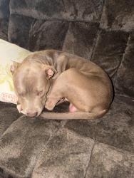 Found/Stray Male Dog last seen Dering Ave And Parsons, Columbus, OH 43207
