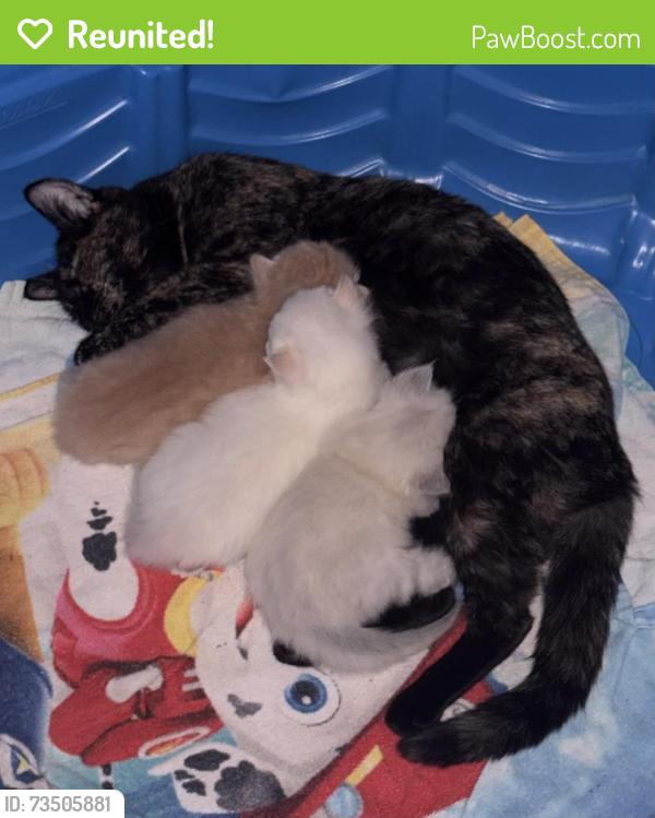 Reunited Female Cat last seen Rosedale Cemetery, Martinsburg, WV 25404