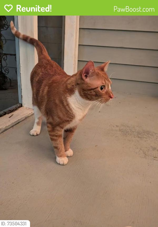 Reunited Unknown Cat last seen Corner of 14th Ave and 16th Street, Birmingham, AL 35205