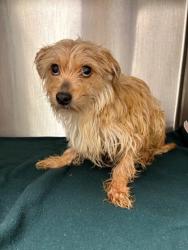 Shelter Stray Male Dog last seen Springfield, VA, 22150, Alban Rd & Boudinot Dr, Fairfax County, VA, 4500 West Ox Rd, Fairfax, VA 22030, USA