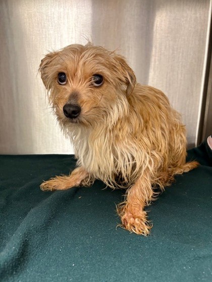 Shelter Stray Male Dog last seen Springfield, VA, 22150, Alban Rd & Boudinot Dr, Fairfax County, VA, 4500 West Ox Rd, Fairfax, VA 22030, USA