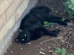 Lost Male Cat last seen 79th dr and pinchot ave phx, Phoenix, AZ 85033