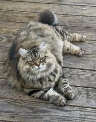 Lost Male Cat last seen Marlborough street, Salem, MA 01970