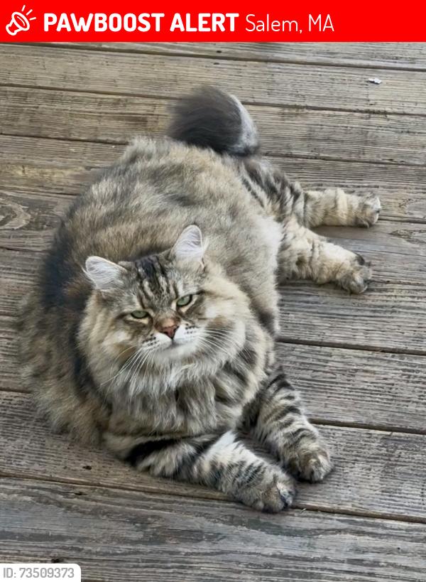 Lost Male Cat last seen Marlborough street, Salem, MA 01970