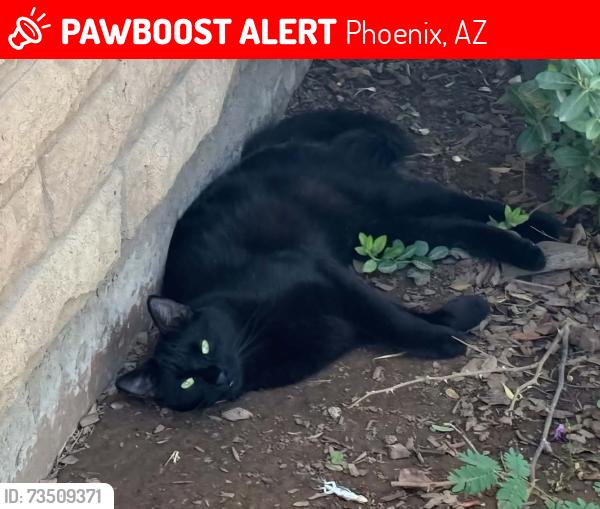 Lost Male Cat last seen 79th dr and pinchot ave phx, Phoenix, AZ 85033