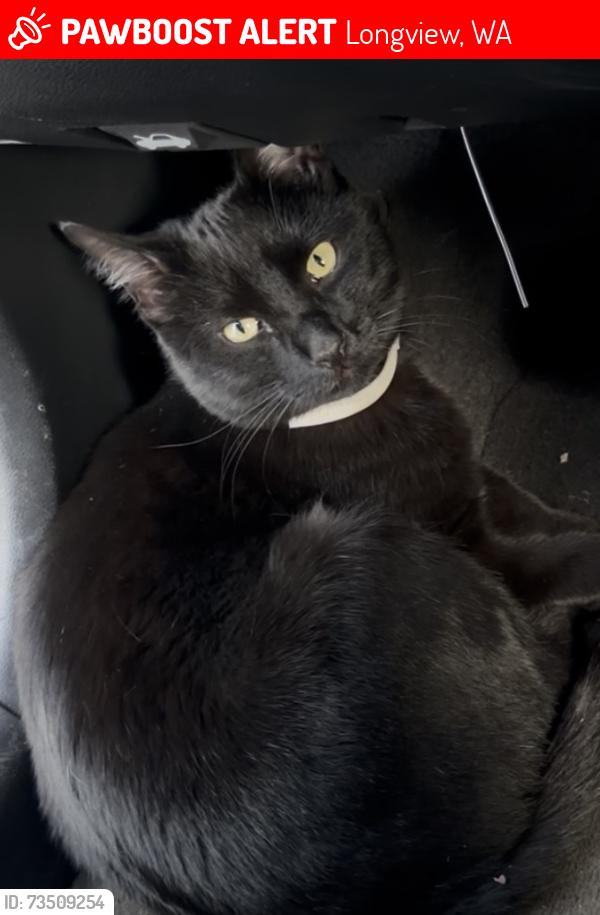 Lost Male Cat last seen 32nd and field, Longview, WA 98632