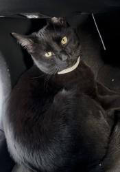 Lost Male Cat last seen 32nd and field, Longview, WA 98632