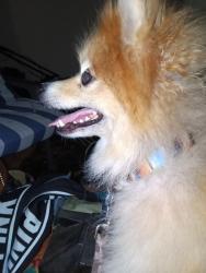 Reunited Unknown Dog last seen 13th and rural, Indianapolis, IN 46201