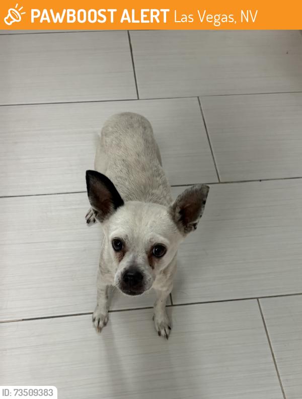 Found/Stray Male Dog last seen Smoke ranch and deactur, Las Vegas, NV 89108