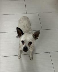 Found/Stray Male Dog last seen Smoke ranch and deactur, Las Vegas, NV 89108