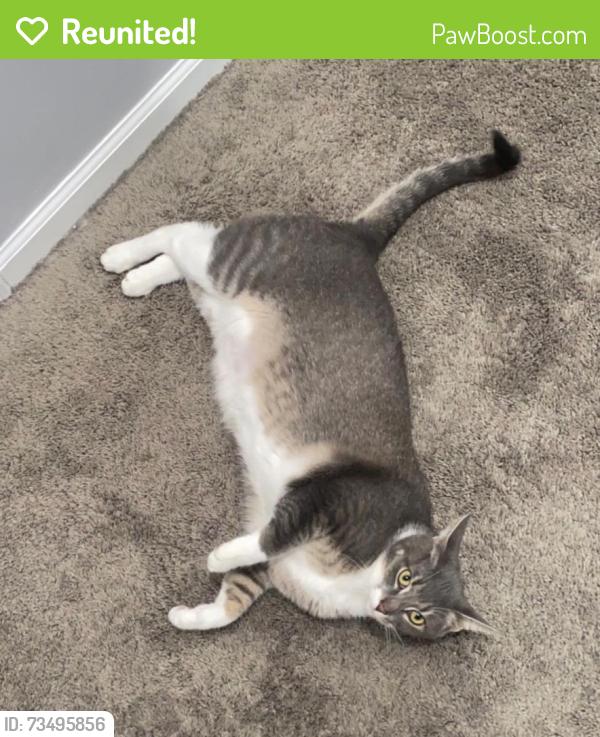 Reunited Male Cat last seen 11 mile & gratiot near Kaiser elementary, Roseville, MI 48066