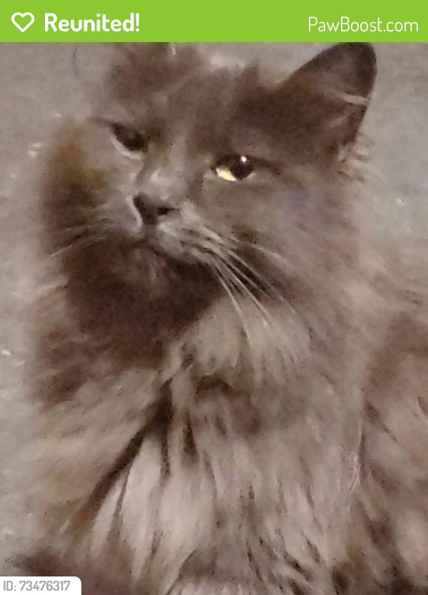 Reunited Female Cat last seen Quimby/Capital Expressway, San Jose, CA 95148