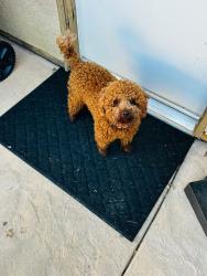 Reunited Male Dog last seen Capri Drive and Genoa Street, French Valley, CA 92596