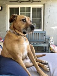 Reunited Male Dog last seen Kroy Way & 11th Ave. One block west of Hiram Johnson HS in Tahoe Park, Sacramento, CA 95820