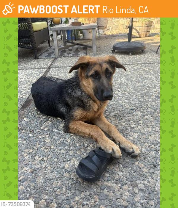 Found/Stray Male Dog last seen E Levee Rd and W Elkhorn, Rio Linda, CA 95835