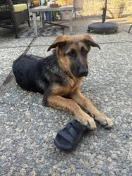 Found/Stray Male Dog last seen E Levee Rd and W Elkhorn, Rio Linda, CA 95835