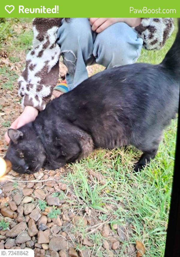 Reunited Male Cat last seen Circle K, Manchester, TN 37355
