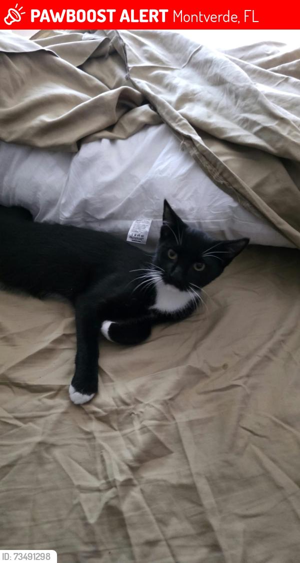 Lost Female Cat last seen Bay and Palm Dr Montverde, Montverde, FL 34756