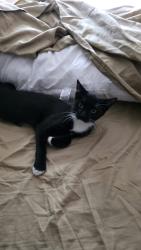 Lost Female Cat last seen Bay and Palm Dr Montverde, Montverde, FL 34756