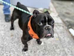 Shelter Stray Male Dog last seen Riverside Park, NEW YORK, NY, 10025, 326 E 110th St, New York, NY 10029, USA