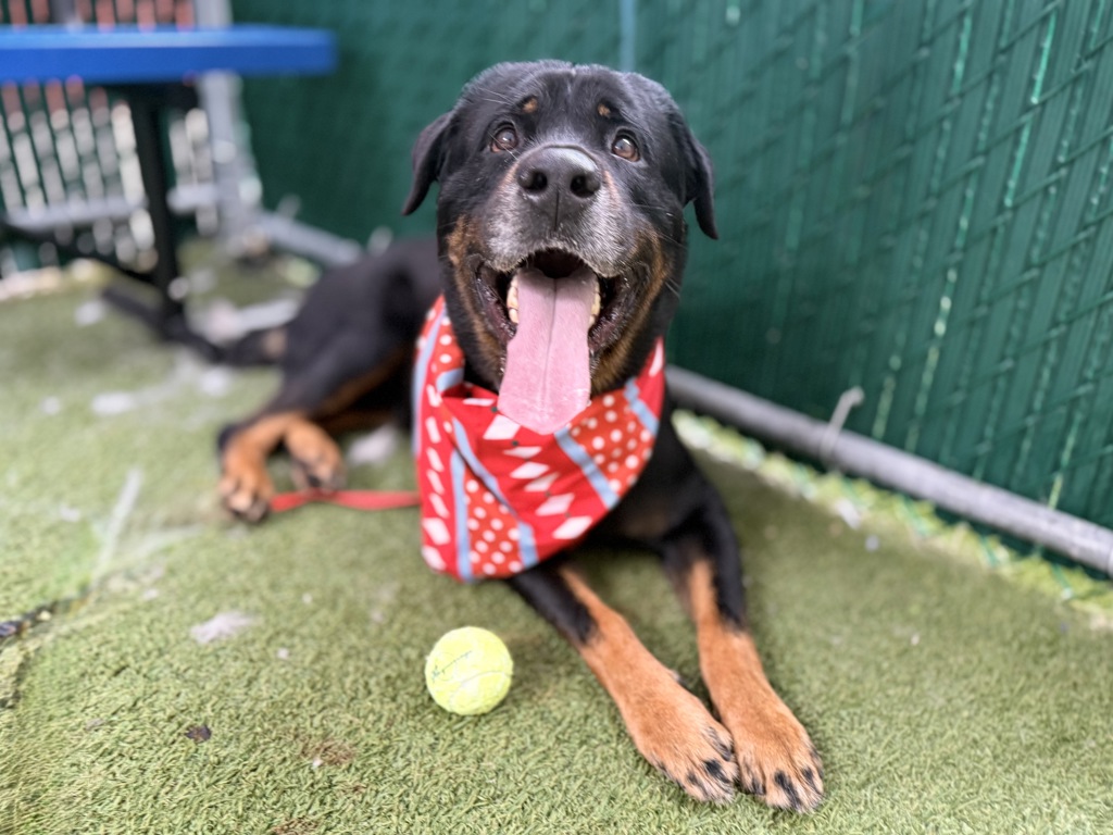 Shelter Stray Male Dog last seen Near Tiffany St, Bronx, NY 10459, BRONX, NY, 10459, 326 E 110th St, New York, NY 10029, USA