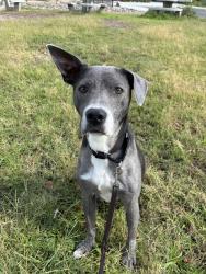 Shelter Stray Female Dog last seen Near MacCool Street, Santee, CA, 92071, El Cajon, CA 92020, USA