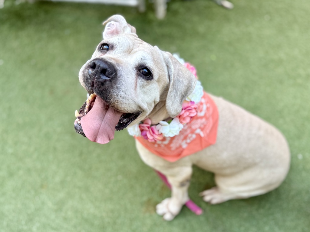 Shelter Stray Female Dog last seen Near Laconia Avenue, BRONX, NY, 10466, 326 E 110th St, New York, NY 10029, USA