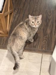 Reunited Female Cat last seen Excelsior and E38th, Oakland, CA 94602