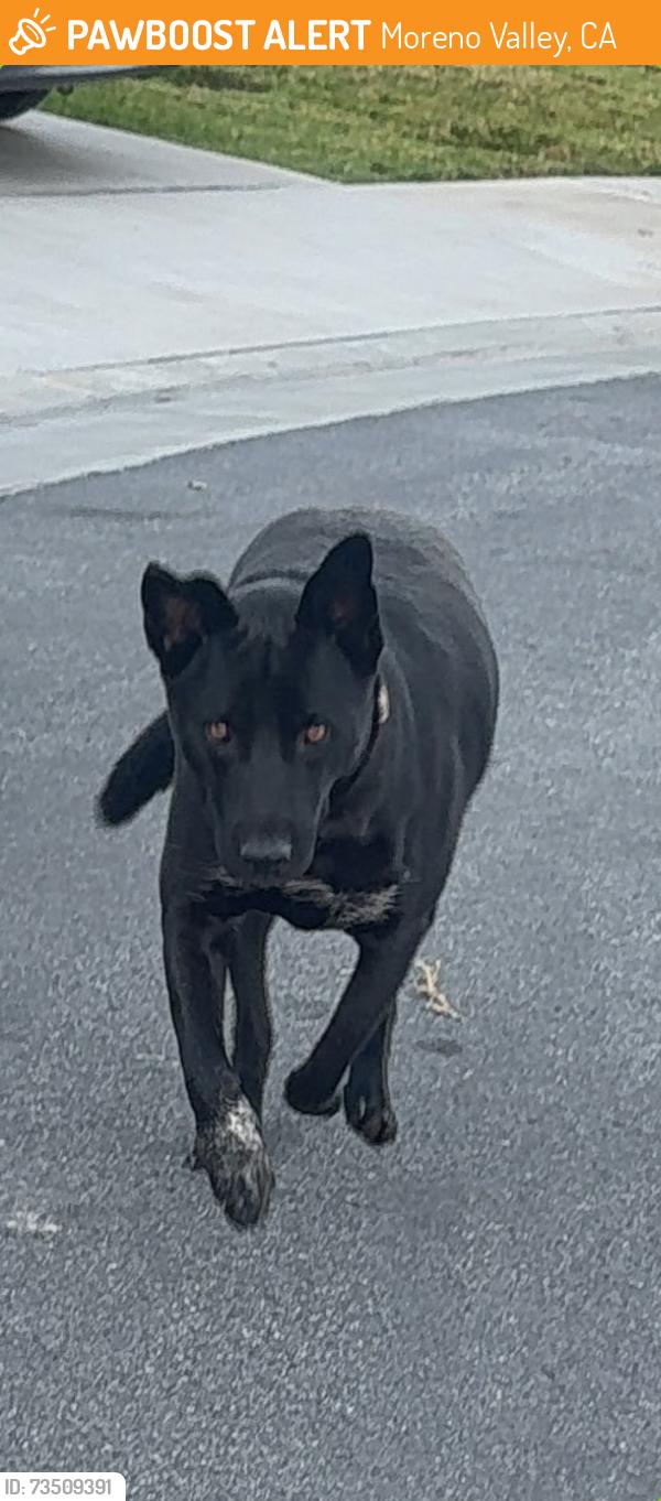 Found/Stray Male Dog last seen It's in front our hse and hangs around the streets, Moreno Valley, CA 92555