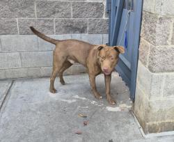 Shelter Stray Male Dog last seen W Mosholu Pkwy N, BRONX, NY, 10467, 326 E 110th St, New York, NY 10029, USA