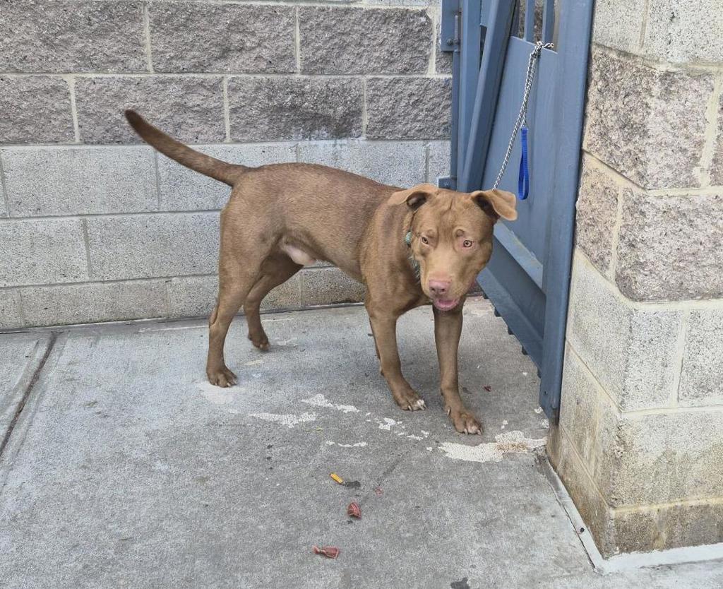 Shelter Stray Male Dog last seen W Mosholu Pkwy N, BRONX, NY, 10467, 326 E 110th St, New York, NY 10029, USA
