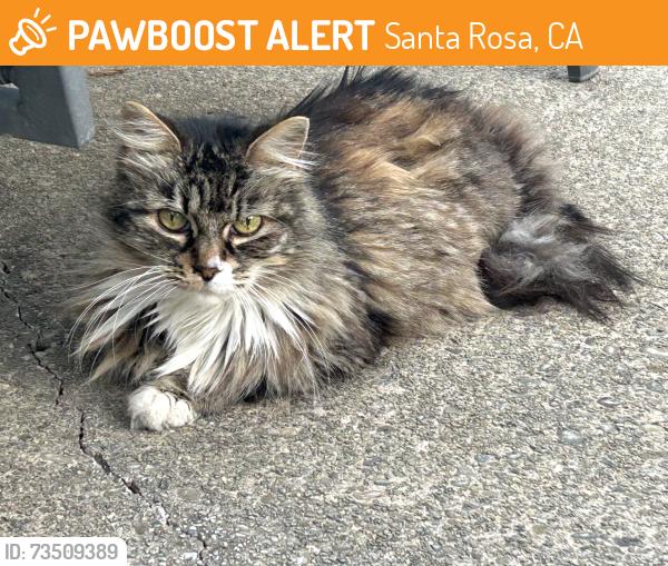 Found/Stray Female Cat last seen Yulupa Ave (Woodlake cndmniums), Santa Rosa, CA 95405