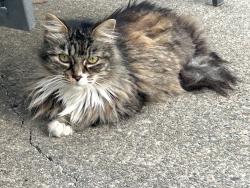 Found/Stray Female Cat last seen Yulupa Ave (Woodlake cndmniums), Santa Rosa, CA 95405