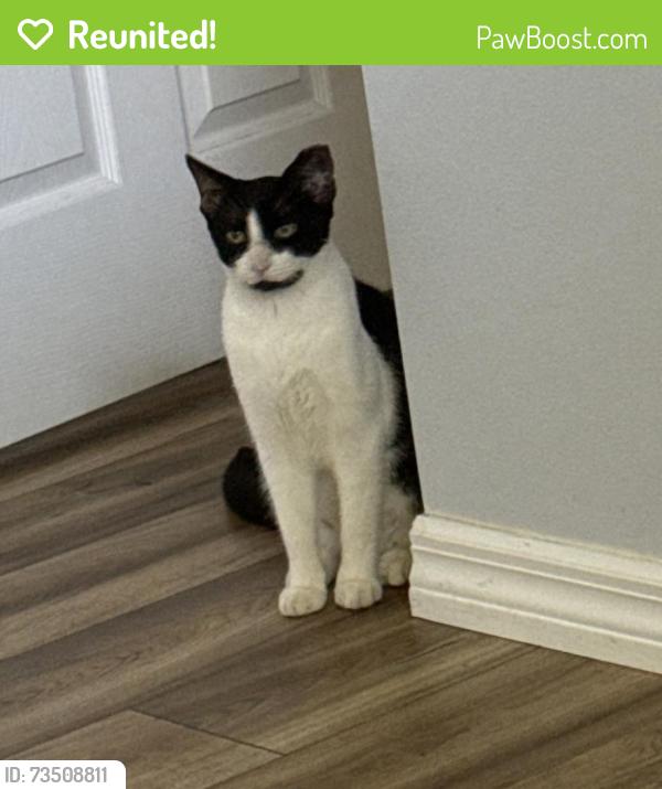 Reunited Male Cat last seen Nw 47th ct, Ocala, FL 34482