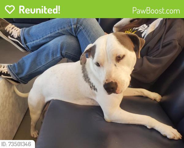 Reunited Female Dog last seen La Puente City Hall, La Puente, CA 91744