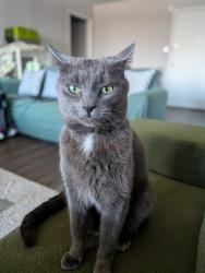 Lost Male Cat last seen Alden Park apmt 
