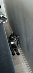 Lost Female Cat last seen Atma Park, Iluka, WA 6028