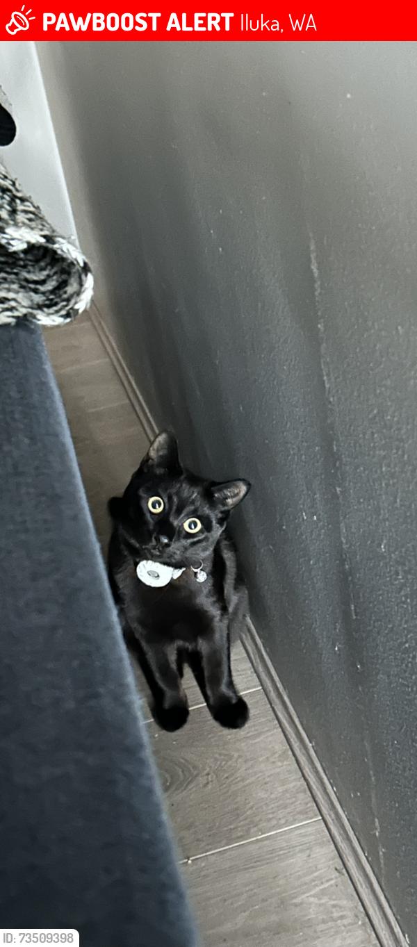 Lost Female Cat last seen Atma Park, Iluka, WA 6028
