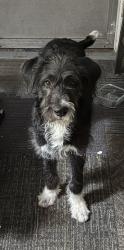 Found/Stray Male Dog last seen Avon & Englewood, Saint Paul, MN 55104