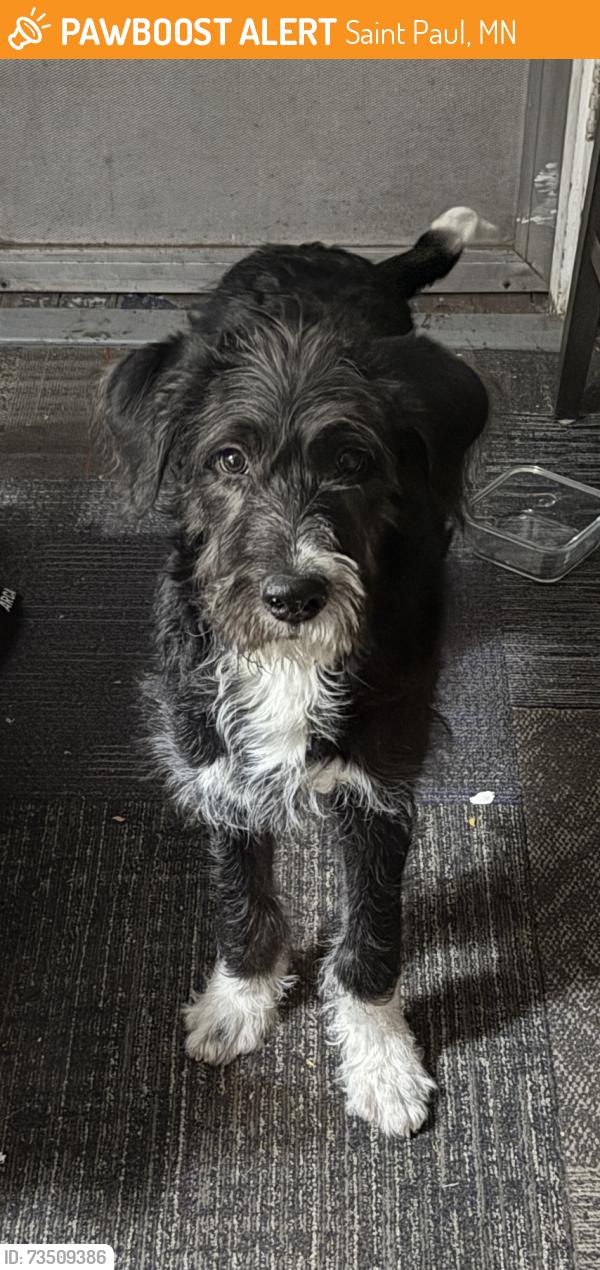 Found/Stray Male Dog last seen Avon & Englewood, Saint Paul, MN 55104