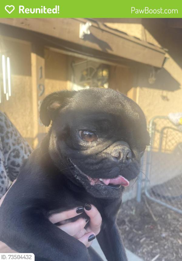 Reunited Male Dog last seen Menlo between girard and park hill, San Jacinto, CA 92583