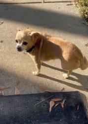 Reunited Female Dog last seen Lower rocky river rd, Concord, NC 28075
