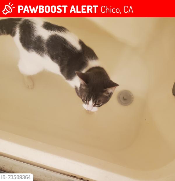 Lost Male Cat last seen Near blocks from winco, Chico, CA 95928