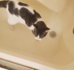 Lost Male Cat last seen Near blocks from winco, Chico, CA 95928