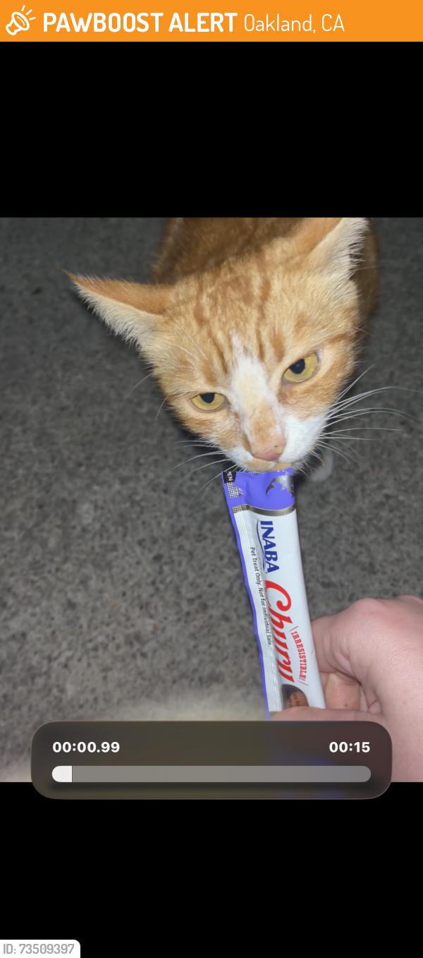Found/Stray Unknown Cat last seen Burma Superstar on Telegraph in Oakland, Oakland, CA 94609