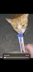 Found/Stray Unknown Cat last seen Burma Superstar on Telegraph in Oakland, Oakland, CA 94609