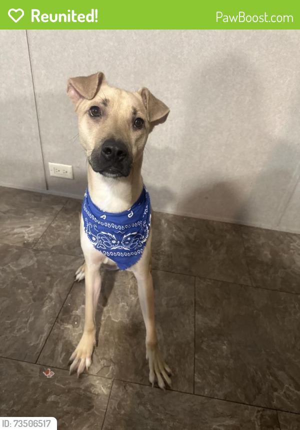 Reunited Male Dog last seen Browne Ave and north Oklahoma Ave, Brownsville, TX 78521