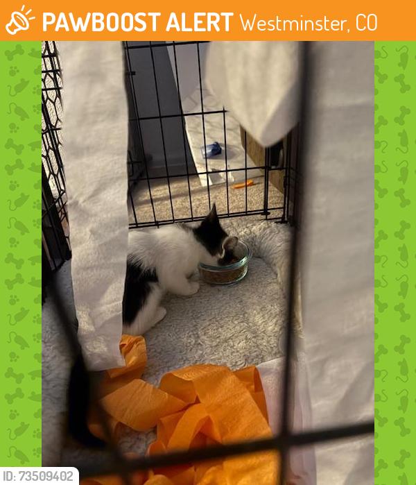 Found/Stray Unknown Cat last seen Otis, Westminster, CO 80021